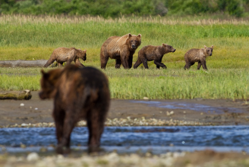 Grizzly Bear Sow And Cubs Watching Male Bear